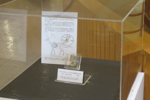 展示風景　ヤベオオツノジカの化石